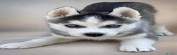 Husky Siberiano perros en venta: Husky siberiano  - Anuncio 1