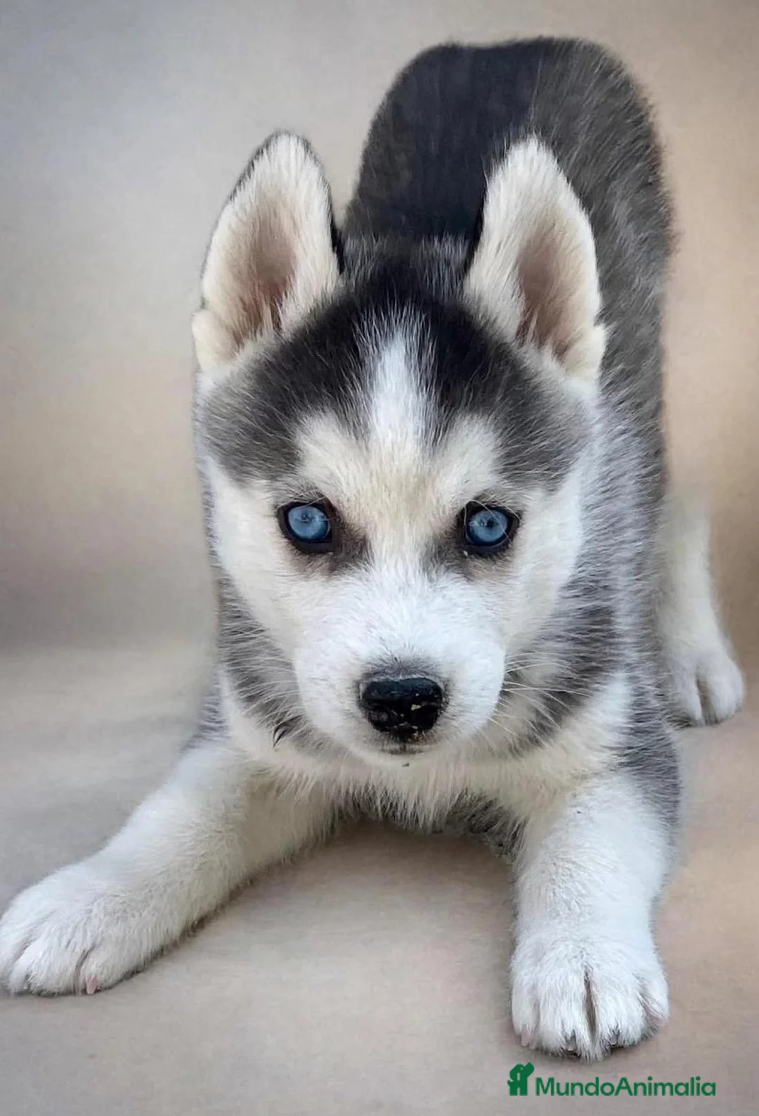Husky Siberiano perros en venta: Husky siberiano  - Anuncio 1