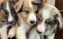 Border Collie perros en venta: Camada de Border collie  - Imagen 6