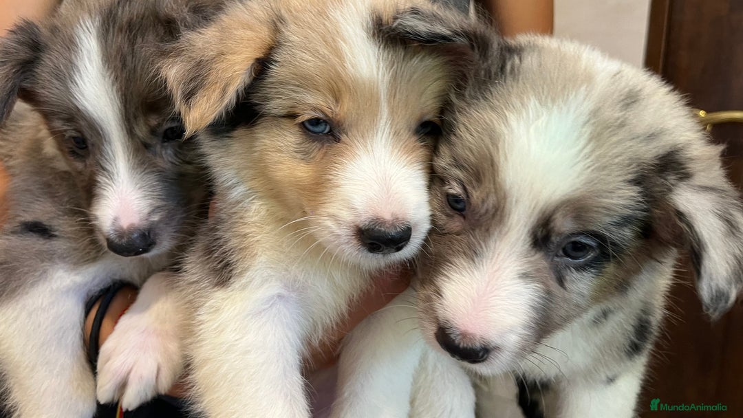 Border Collie perros en venta: Camada de Border collie  - Imagen 6
