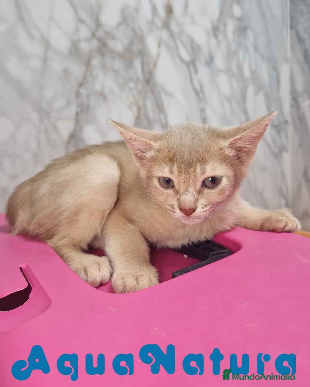 Abisinio gatos en venta: Abisinio Hembra de Mia 7913 AQUANATURA - Imagen 4