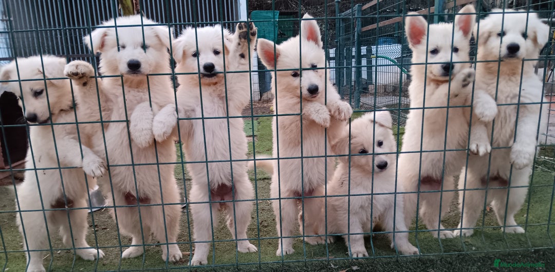 Pastor Blanco Suizo perros en venta: Pastor Blanco Suizo  - Imagen 1