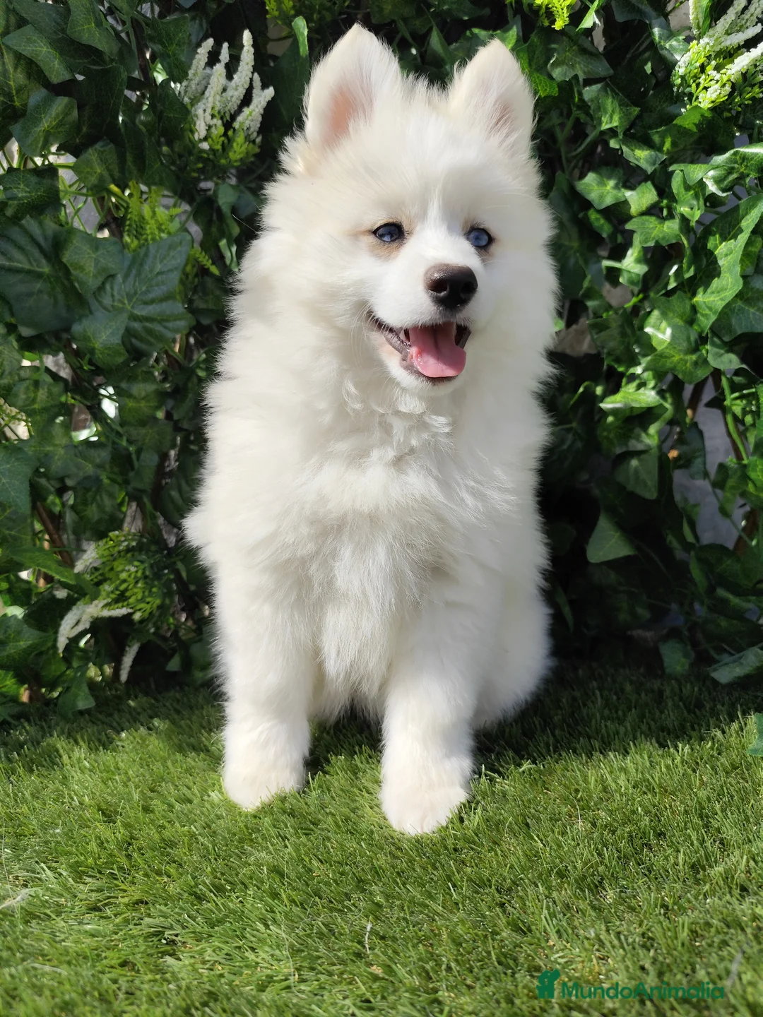 Pomsky perros en venta: Pomsky  - Anuncio 2