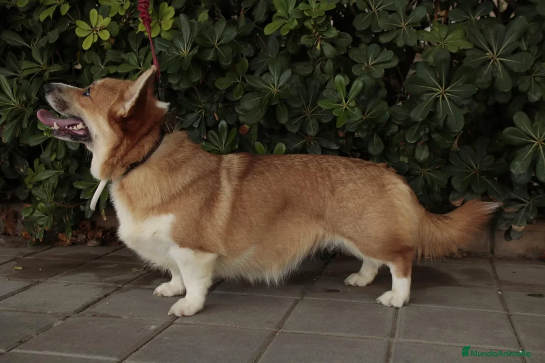 Welsh Corgi Pembroke perros en venta: Cachorros de Welsh Corgi Pembroke - Anuncio 2