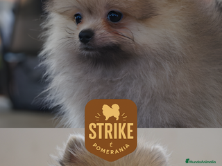 Pomerania perros - Anuncio 22