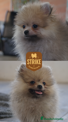 Pomerania perros - Anuncio 9