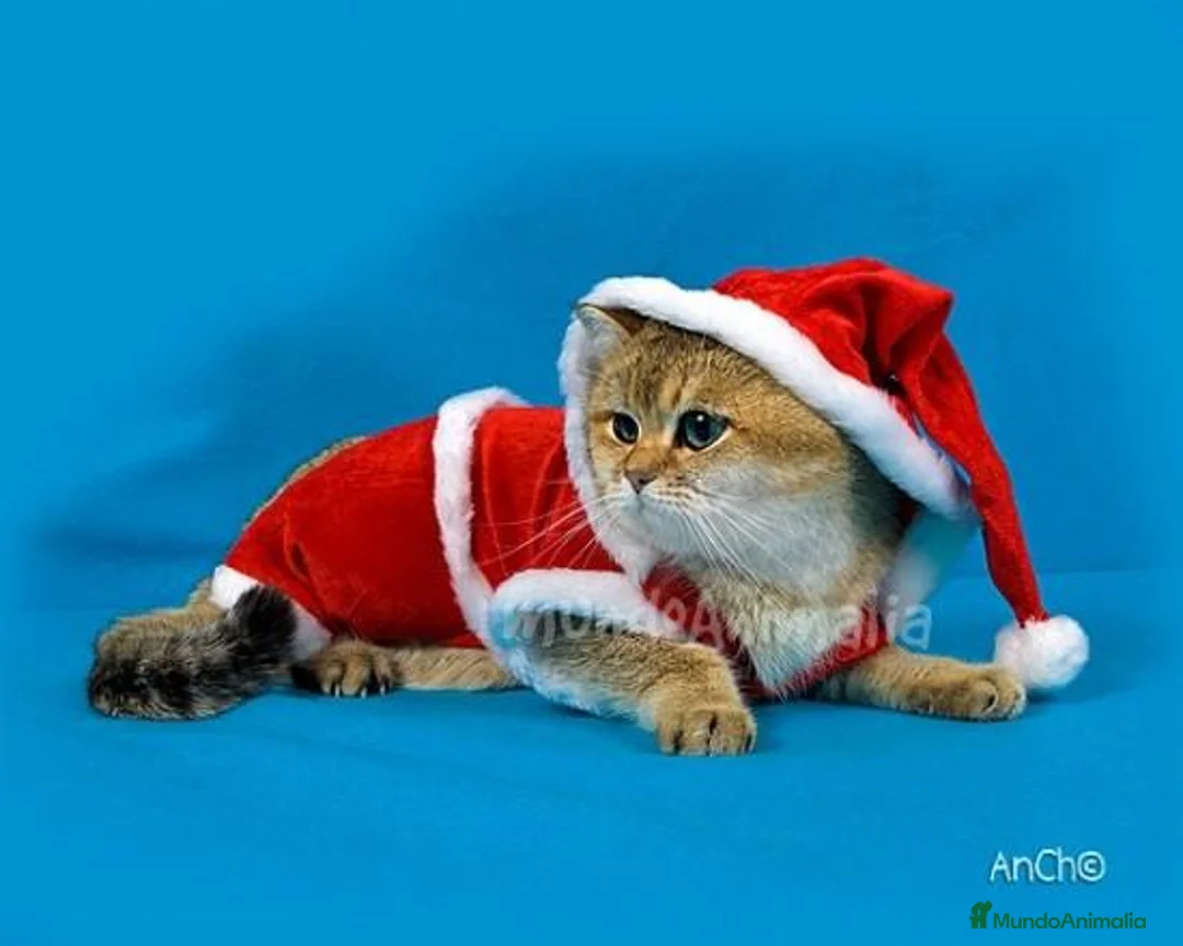 Imagen de galería {{count}}