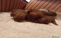 Caniche Toy perros en venta: Caniche rojo - Imagen 1