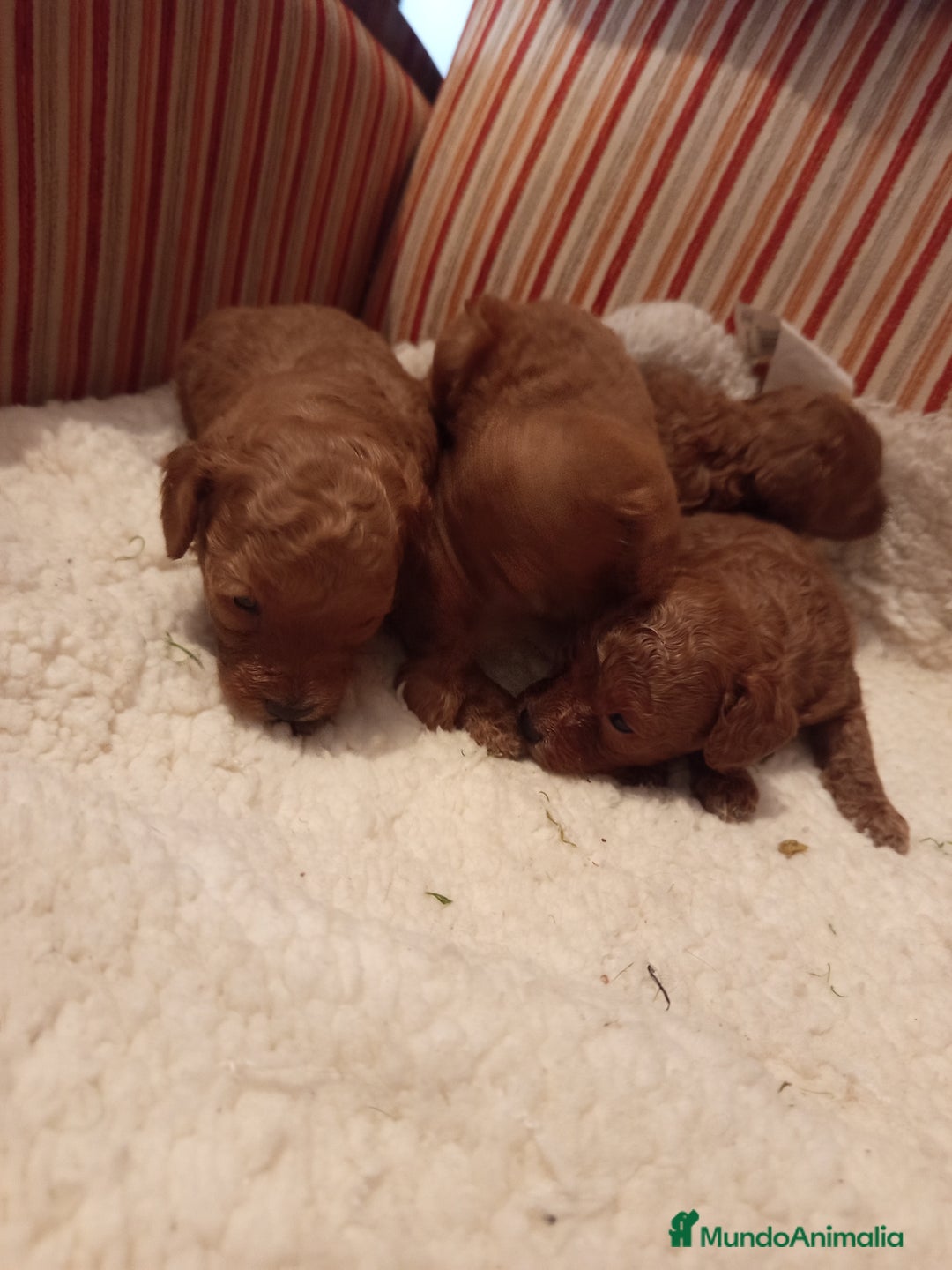 Caniche Toy perros en venta: Caniche rojo - Imagen 1