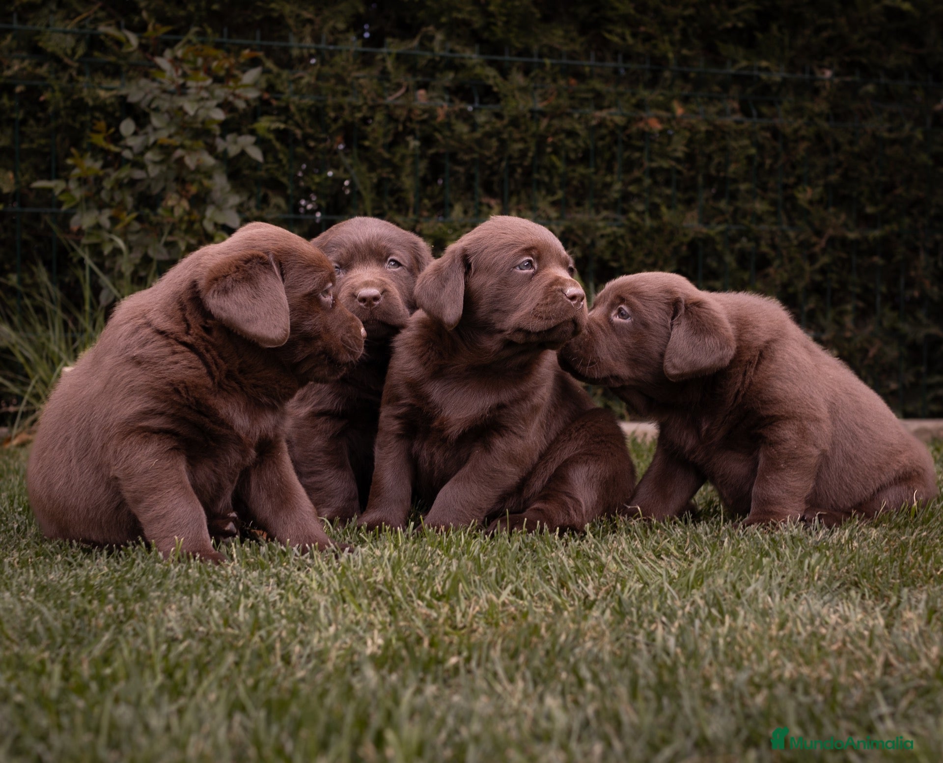 Labrador Retriever perros Camada labrador retriever chocolate  - Anuncio 2