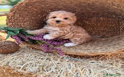 Maltipoo perros en venta: Maltipoo excelentes cachorritas  - Imagen 7