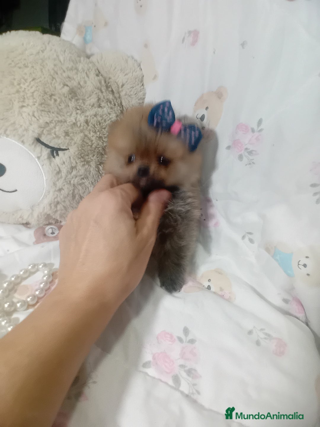 Pomerania perros en venta: ‼️POMERANIAS TAMAÑO TOY - Imagen 2