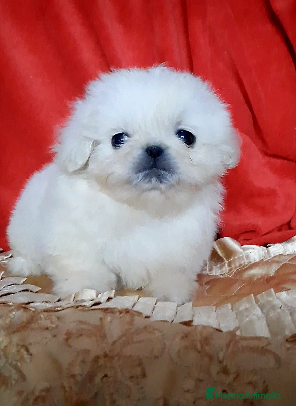 Pekinés perros Cachorros Pequinés imperial  - Anuncio 18