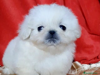 Pekinés perros Cachorros Pequinés imperial - Anuncio 1