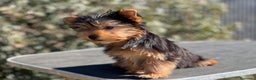Yorkshire Terrier perros en venta: YORKSHIRE TOY MACHO DISPONIBLE! en Barcelona - Anuncio 1