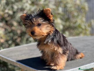 Yorkshire Terrier perros YORKSHIRE TOY MACHO DISPONIBLE! en Barcelona - Anuncio 40