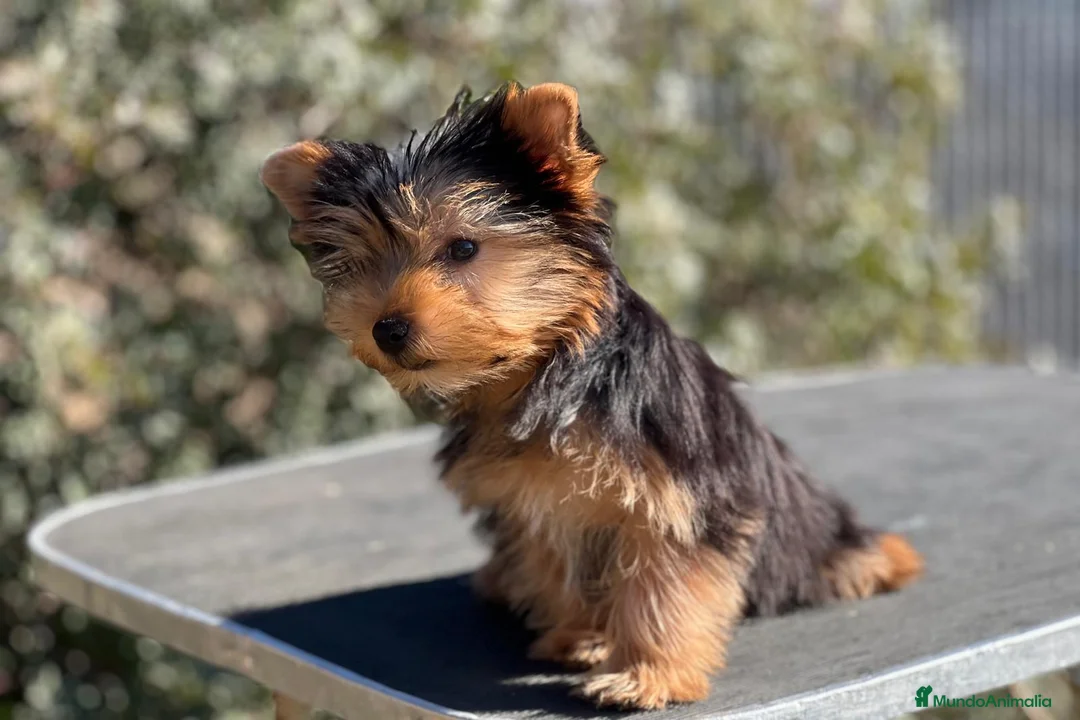 Yorkshire Terrier perros en venta: YORKSHIRE TOY MACHO DISPONIBLE! en Barcelona - Anuncio 1