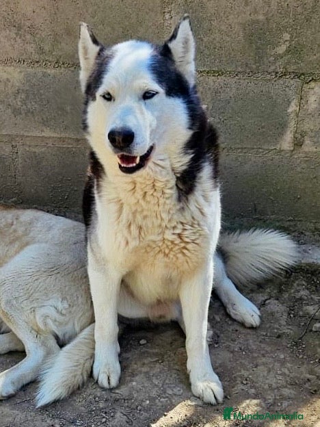 Husky Siberiano perros HUSKY SIBERIANO ADULTO - Anuncio 1