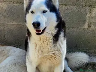 Husky Siberiano perros HUSKY SIBERIANO ADULTO - Anuncio 1