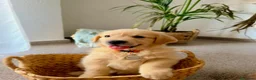 Golden Retriever perros en venta: golden retriever  - Anuncio 3