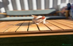 Chihuahua perros en venta: Chihuahua toy cabeza manzana 🍏 - Imagen 4