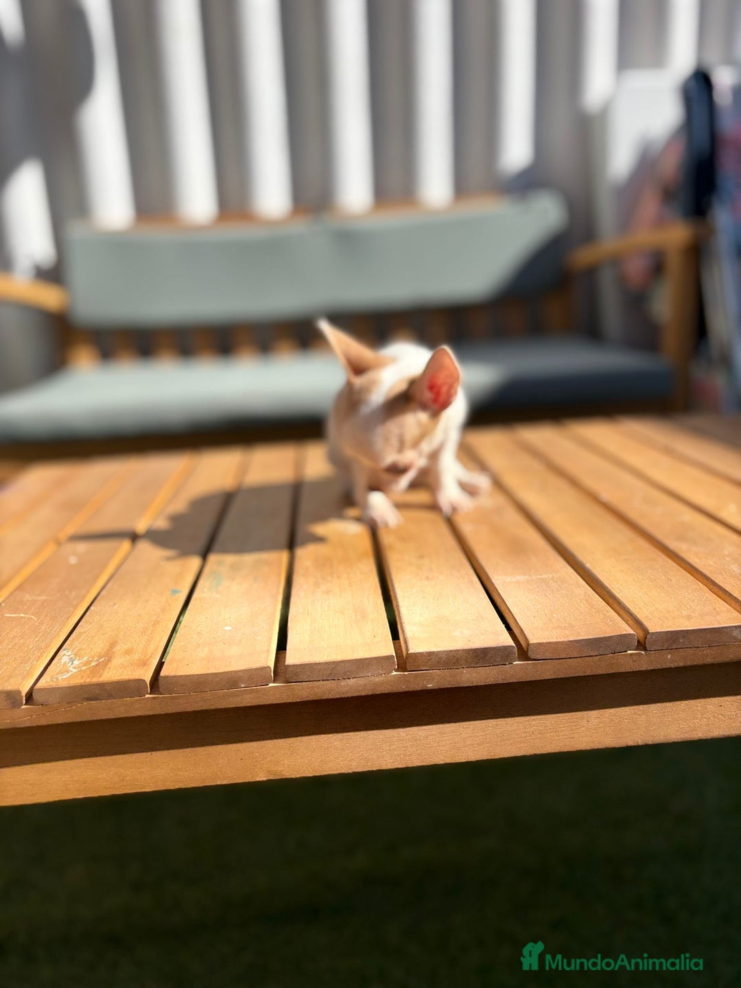 Chihuahua perros en venta: Chihuahua toy cabeza manzana 🍏 - Imagen 4