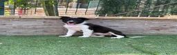 Border Collie perros en venta: Cachorra Border collie  - Anuncio 4