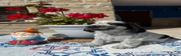 Cocker Spaniel Inglés perros en venta: Cachorros cocker spaniel ingles - Anuncio 12