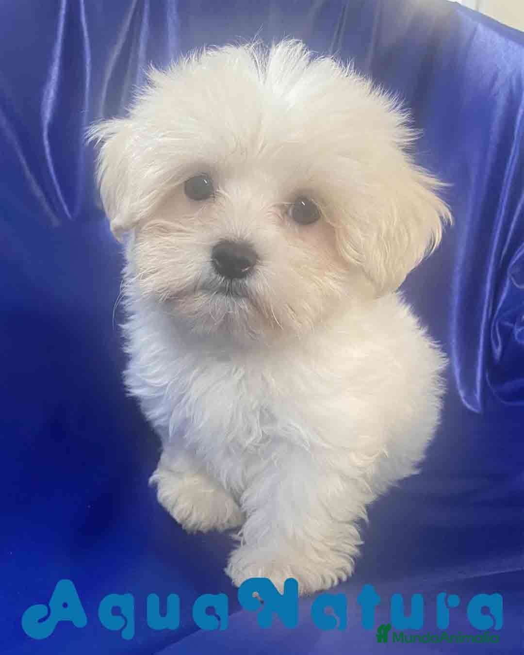 Bichón Habanero perros Havapoo Macho 1749 de Kis - Anuncio 2