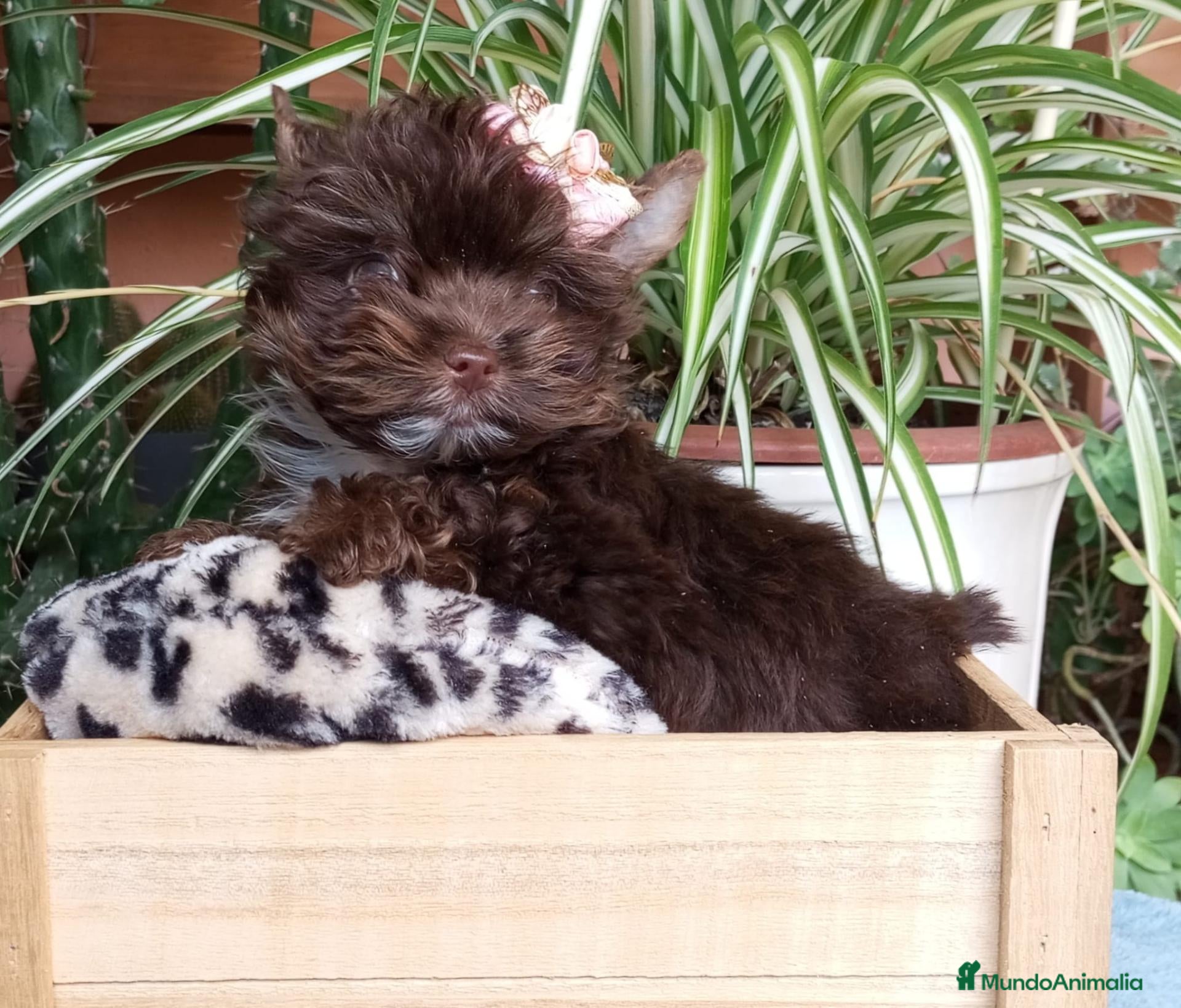 Biewer Yorkshire Terrier a la Pom Pon perros Cachorros Yorkshire chocolate - Anuncio 1