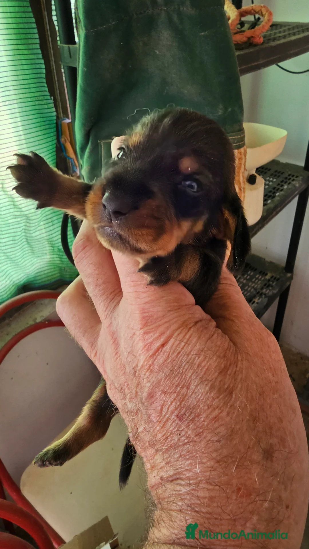 Teckel perros en venta: Cachorros teckel canichem  - Anuncio 2