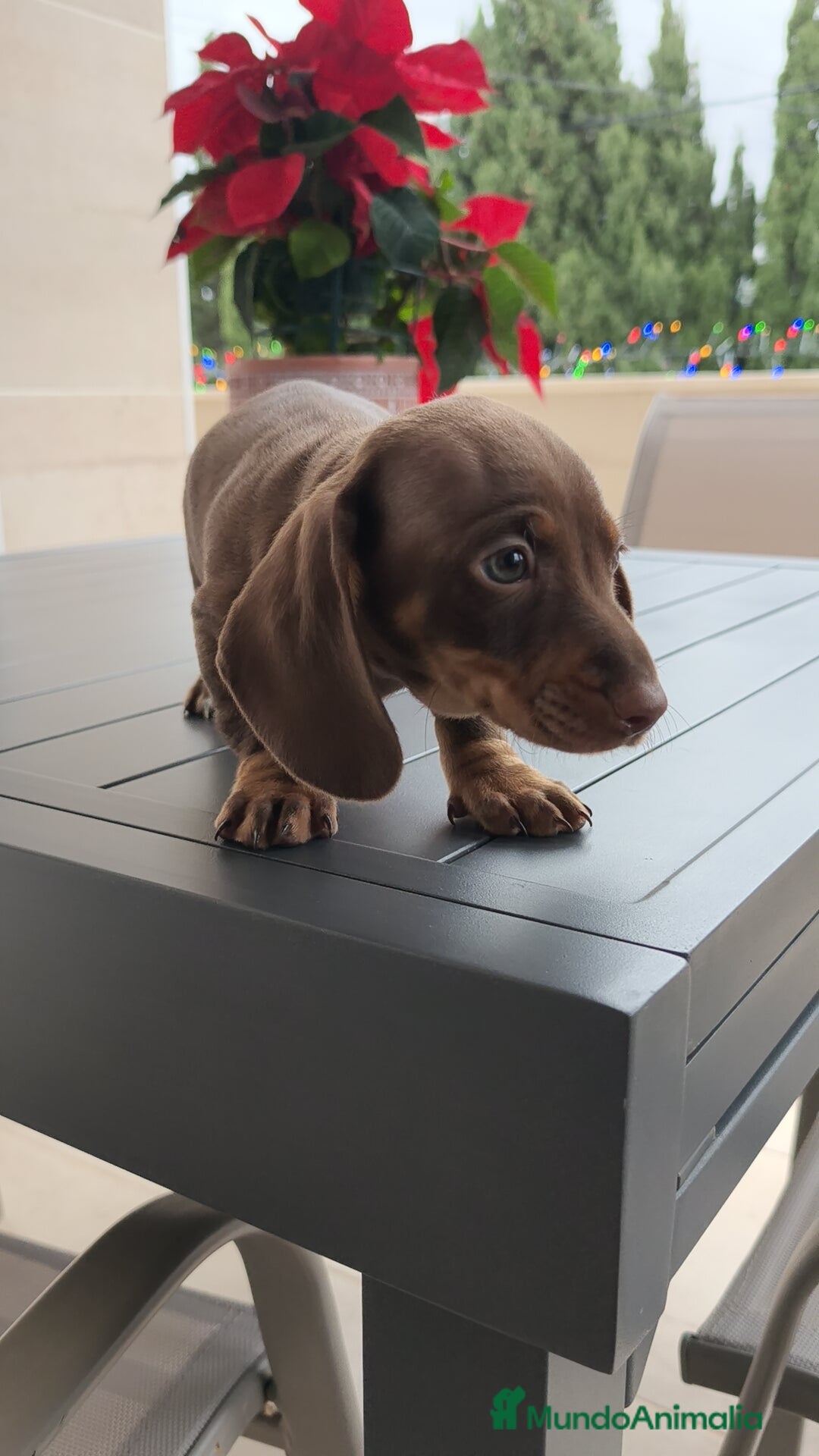 Teckel Miniatura perros Teckel mini ♀️♂️ - Anuncio 31