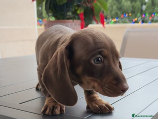 Teckel Miniatura perros Teckel mini ♀️♂️ - Anuncio 1