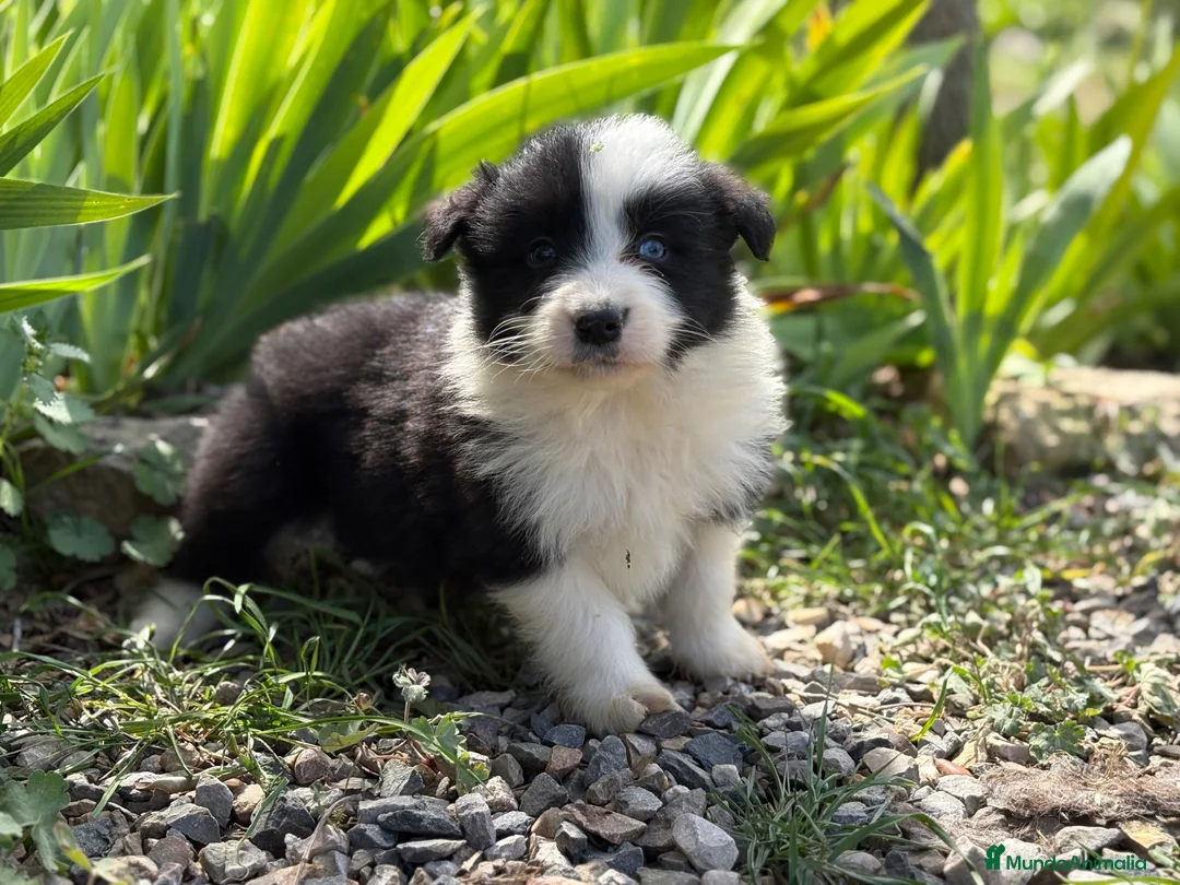 Border Collie perros en venta: 🐾🐾 Border Collie tranquilos y equilibrados 🐾🐾 - Anuncio 6