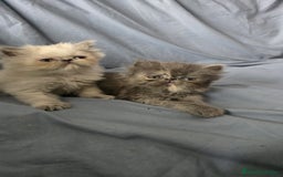 Persa gatos en venta: Persas en Jerez  - Imagen 10