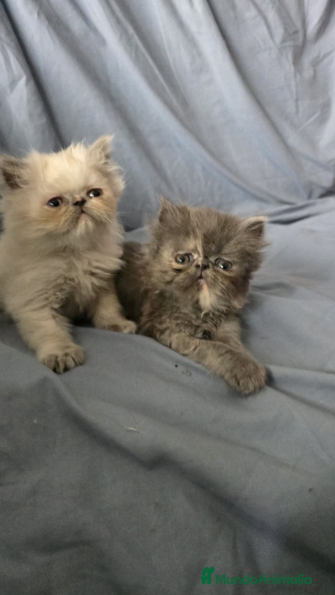 Persa gatos en venta: Persas en Jerez  - Imagen 10