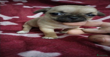 Chihuahua perros - Anuncio 3
