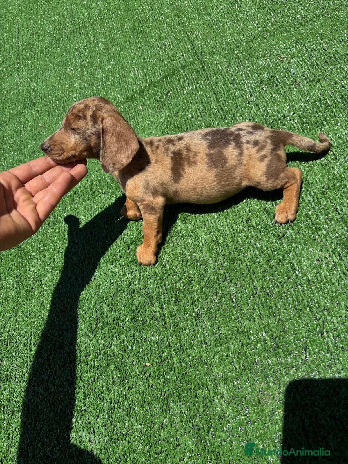 Teckel perros Teckel Kannichen de Calidad  - Anuncio 1