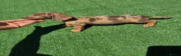 Teckel perros en venta: Teckel Kannichen de Calidad  - Anuncio 1