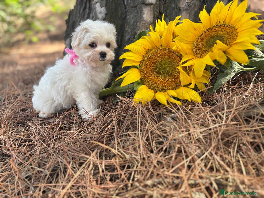 Bichón Maltés perros en venta: Bichon maltés alta selección de cachorros  - Imagen 4
