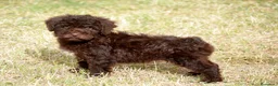 Perro de Agua Español perros en venta: CAMADA PERRO DE AGUA ESPAÑOL - Anuncio 34