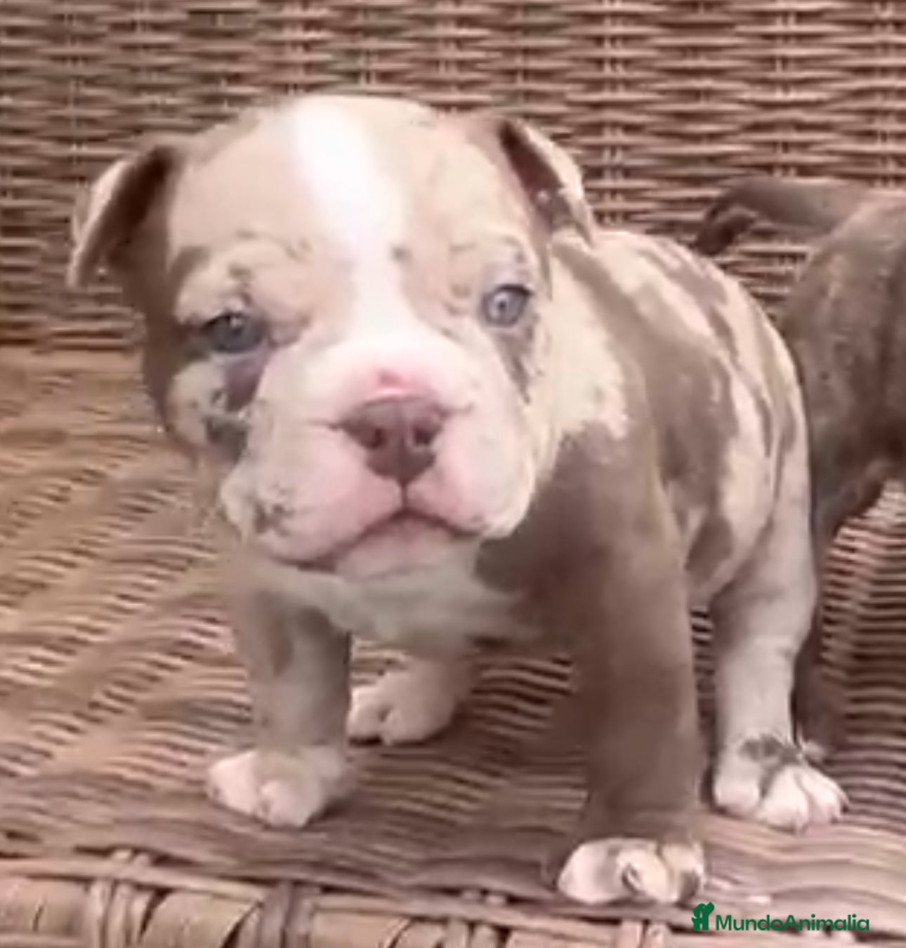 American Bully perros American Bully Merle en Illes Balears - Anuncio 15