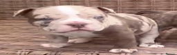 American Bully perros en venta: American Bully Merle en Illes Balears - Anuncio 1