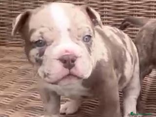 American Bully perros American Bully Merle en Illes Balears - Anuncio 13