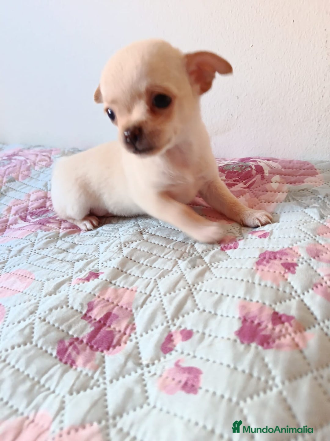 Chihuahua perros en venta: Chihuahua toy en Valencia  - Imagen 4