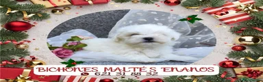 Bichón Maltés Cachorro 3