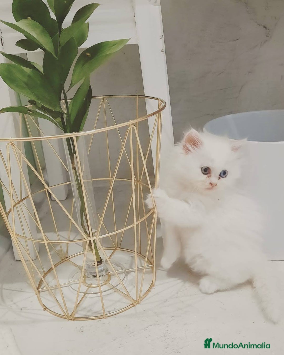 Persa gatos en venta: Gatos persa - Anuncio 4