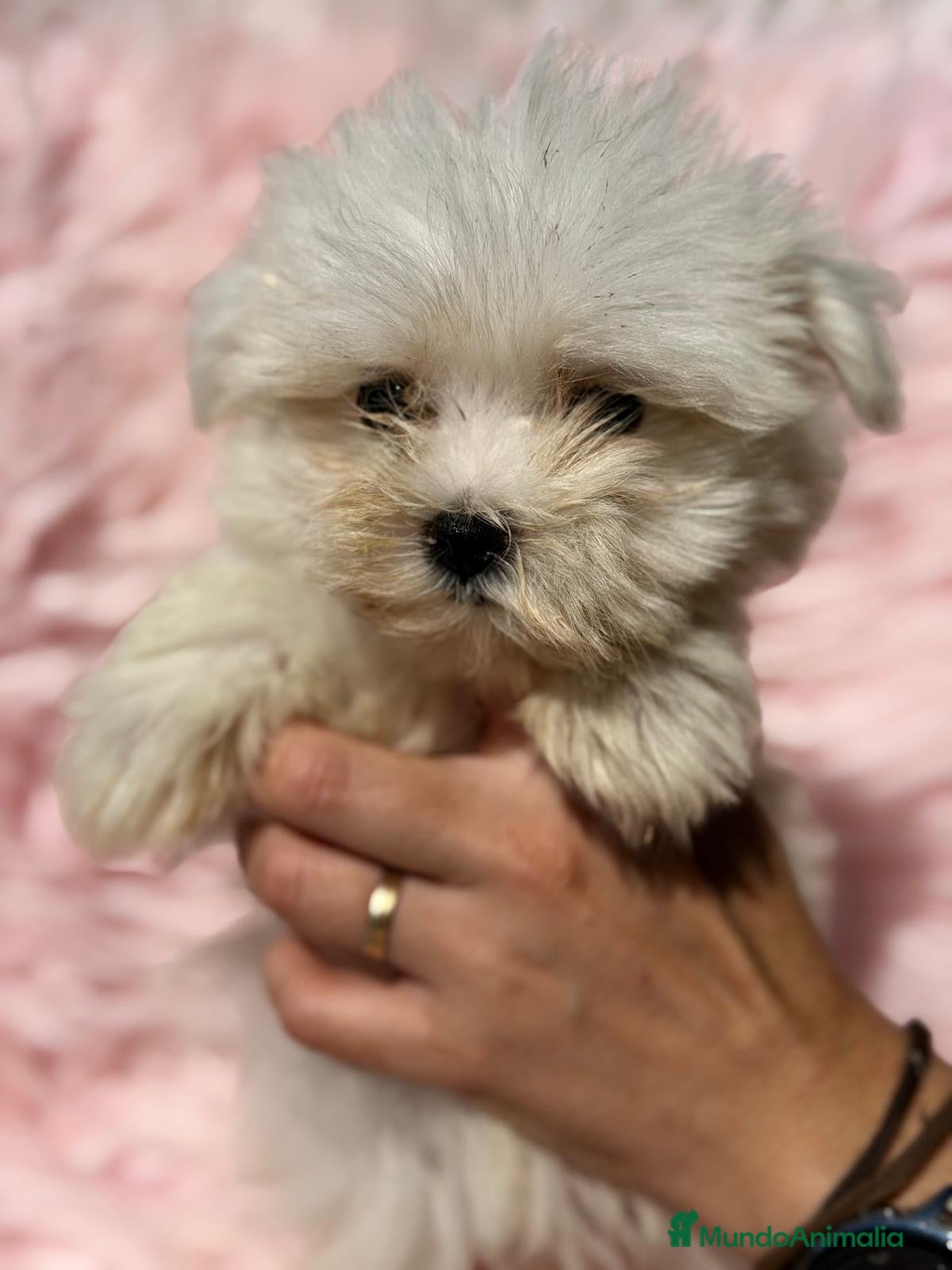 Bichón Maltés perros Preciosa bichon maltés 🐾 - Anuncio 4
