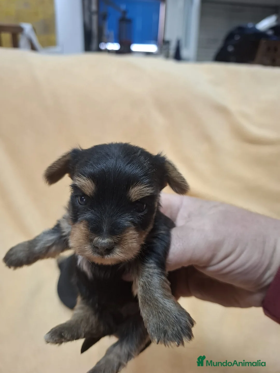 Yorkshire Terrier perros en venta: Preciosos Yorkshire disponible  - Anuncio 1