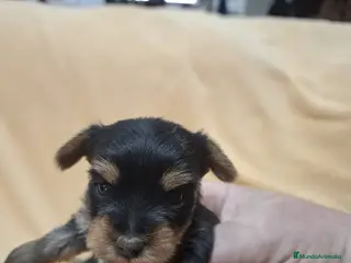 Yorkshire Terrier perros Preciosos Yorkshire disponible - Anuncio 13